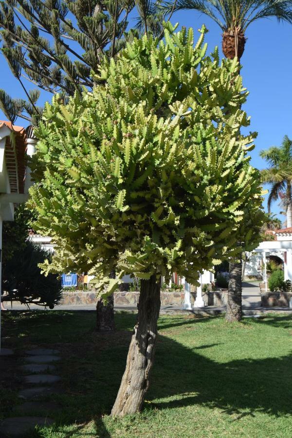 Parque Golf Fresh Lägenhet Maspalomas  Exteriör bild